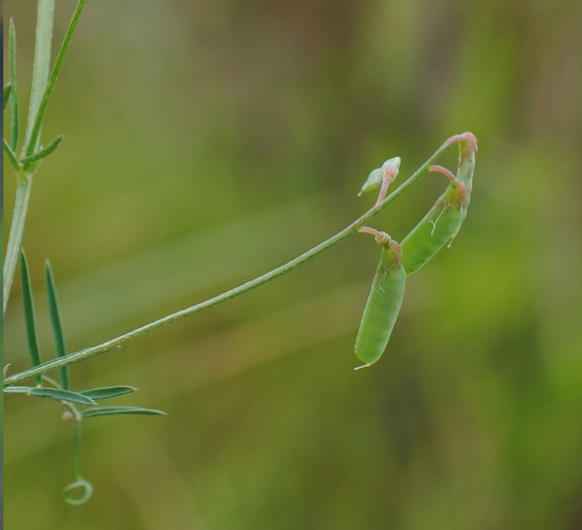 Ervum gracile (=Vicia tenuissima) / Veccia gracile